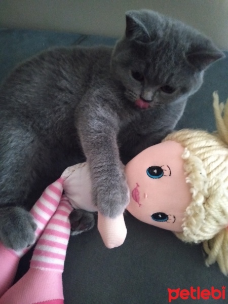 British Shorthair, Kedi  Maya fotoğrafı