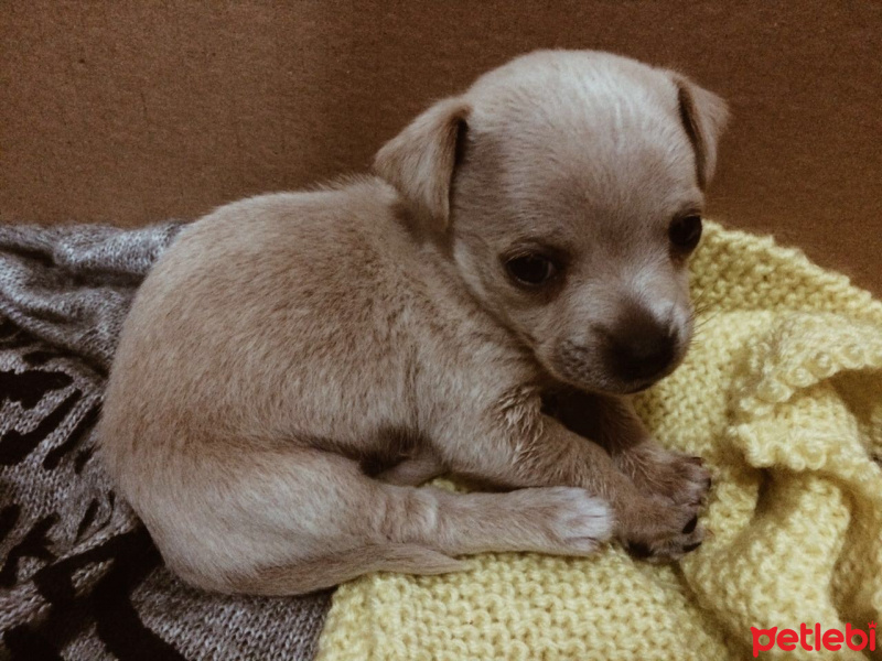 Schipperkee, Köpek  Paşa  fotoğrafı