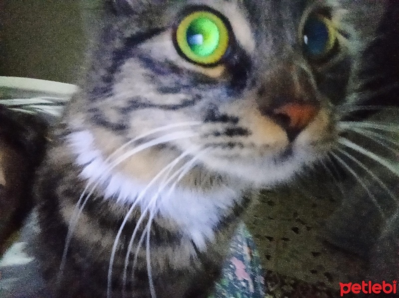 Tekir Kedi, Kedi  Darwin fotoğrafı