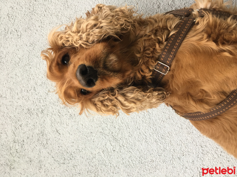 İngiliz Cocker Spaniel, Köpek  Tarçın fotoğrafı