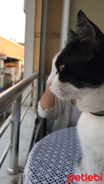 Tekir Kedi, Kedi  Zilli fotoğrafı