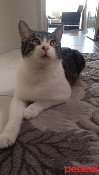 Tekir Kedi, Kedi  Duman 1 yaşında fotoğrafı