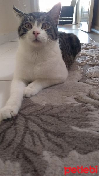 Tekir Kedi, Kedi  Duman 1 yaşında fotoğrafı