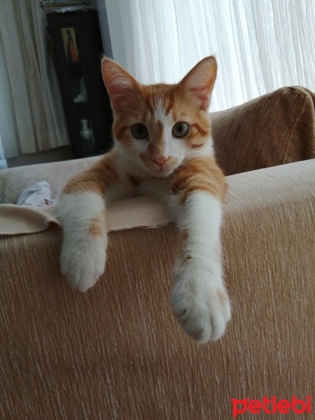 Sarman, Kedi  Limon fotoğrafı