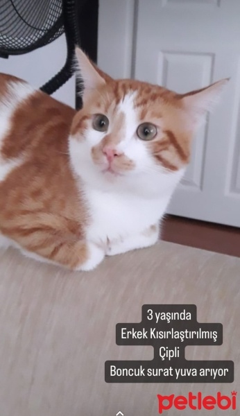 Sarman, Kedi  Limon fotoğrafı