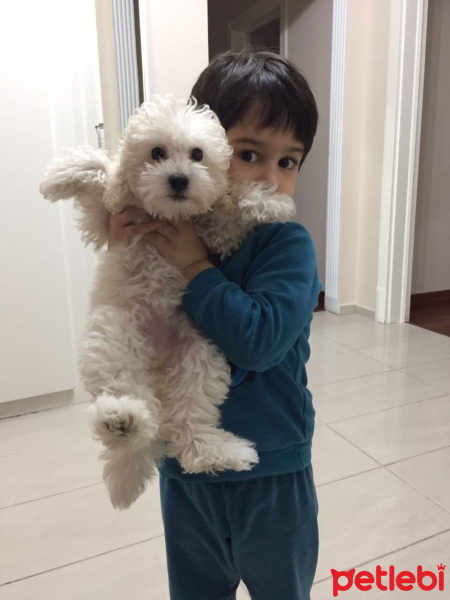 Poodle (Minyatür Kaniş), Köpek  Paris fotoğrafı