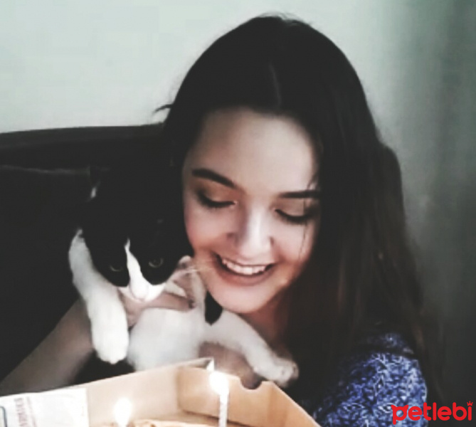 Tuxedo (Smokin) Kedi, Kedi  Luigi fotoğrafı