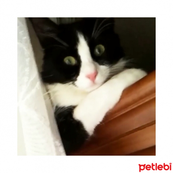 Tuxedo (Smokin) Kedi, Kedi  Luigi fotoğrafı