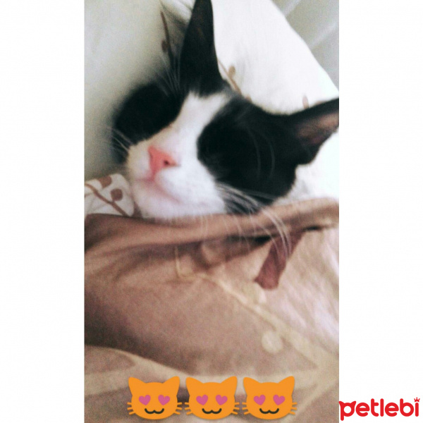 Tuxedo (Smokin) Kedi, Kedi  Luigi fotoğrafı