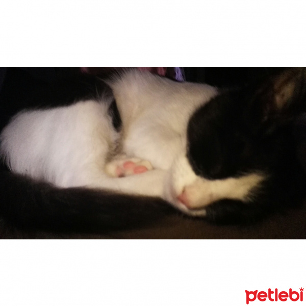 Tuxedo (Smokin) Kedi, Kedi  Luigi fotoğrafı