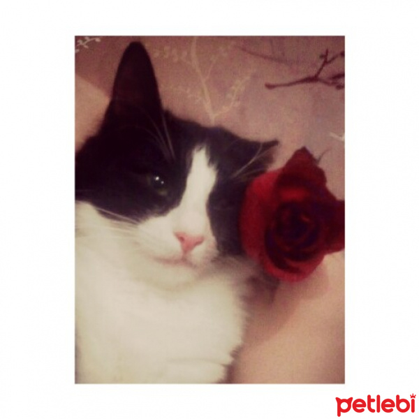 Tuxedo (Smokin) Kedi, Kedi  Luigi fotoğrafı