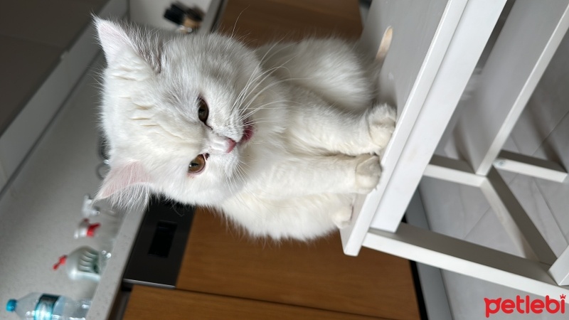 British Longhair, Kedi  BALIM fotoğrafı