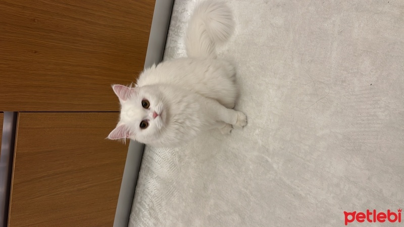 British Longhair, Kedi  BALIM fotoğrafı