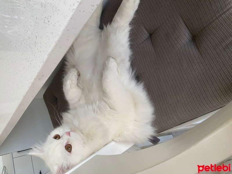 British Longhair, Kedi  BALIM fotoğrafı