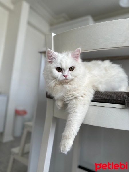 British Longhair, Kedi  BALIM fotoğrafı