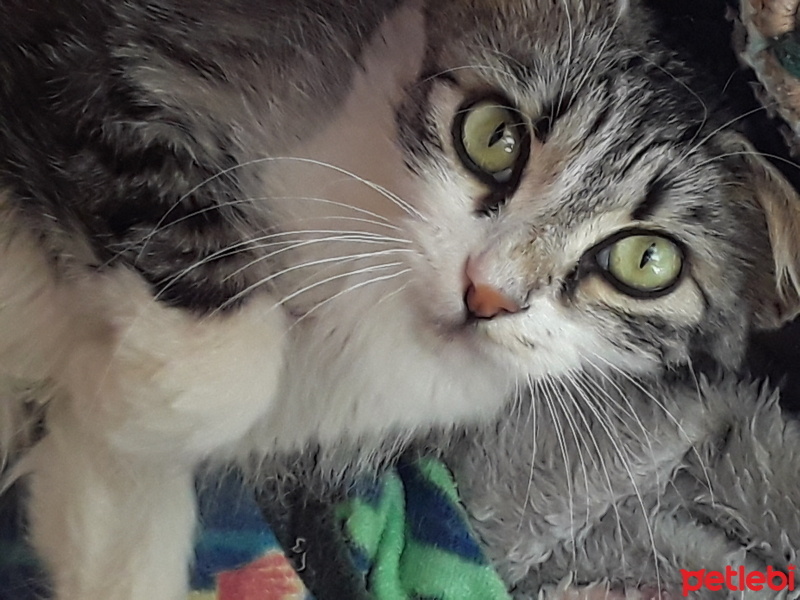 Tekir Kedi, Kedi  Tarçın fotoğrafı