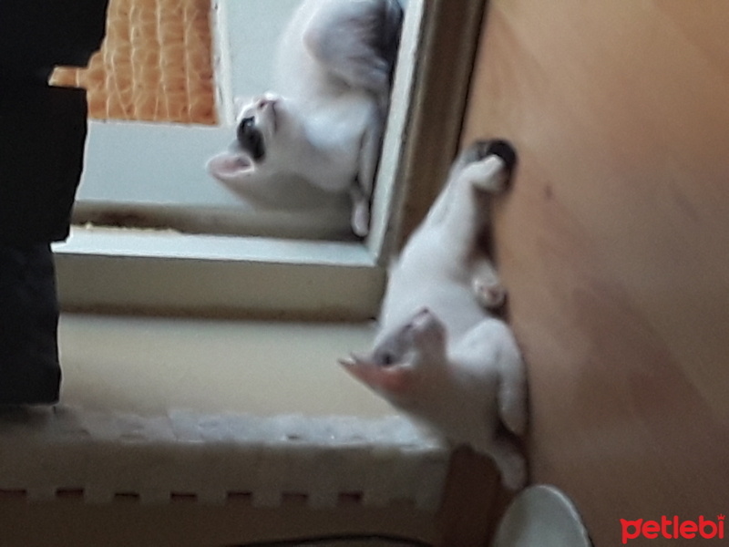 Tekir Kedi, Kedi  Tarçın fotoğrafı