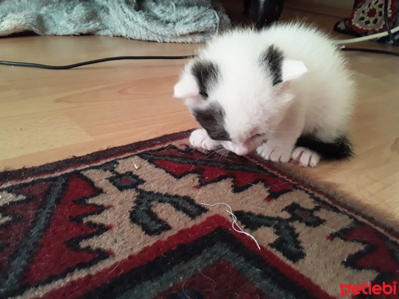 Tekir Kedi, Kedi  Tarçın fotoğrafı