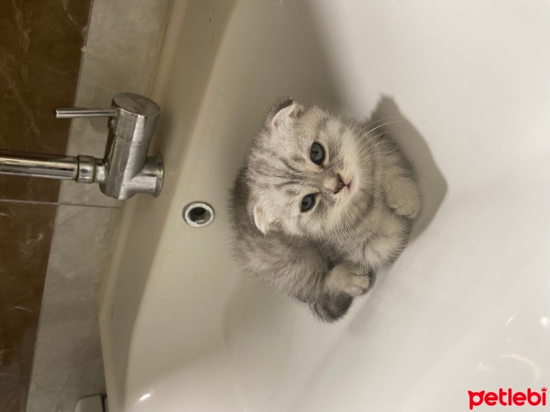 Scottish Fold, Kedi  Cabbar fotoğrafı