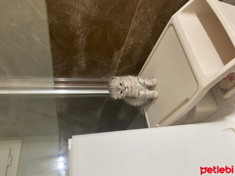 Scottish Fold, Kedi  Cabbar fotoğrafı