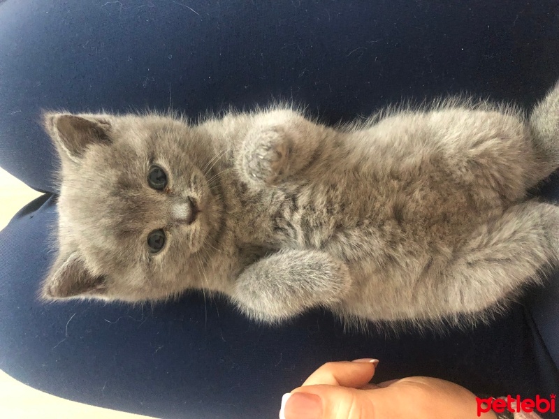 British Longhair, Kedi  Halil fotoğrafı