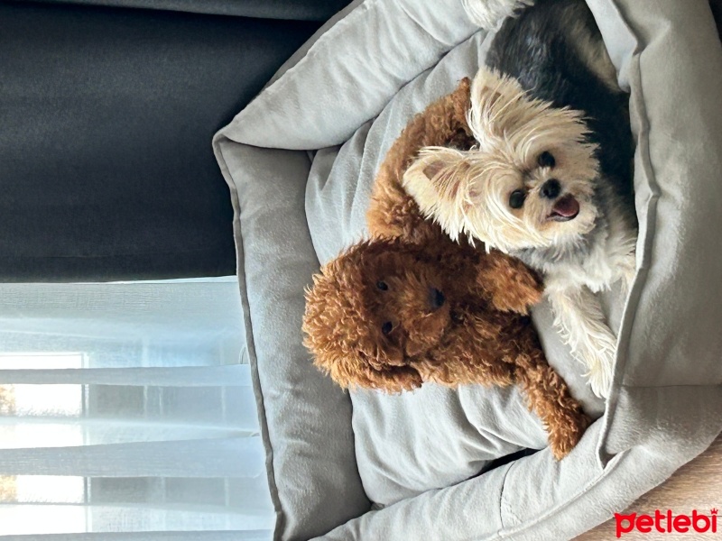 Yorkshire Terrier, Köpek  Leo fotoğrafı