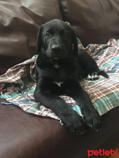 Labrador Retriever, Köpek  Alex fotoğrafı