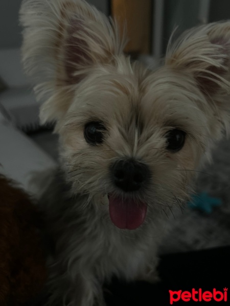 Yorkshire Terrier, Köpek  Leo fotoğrafı