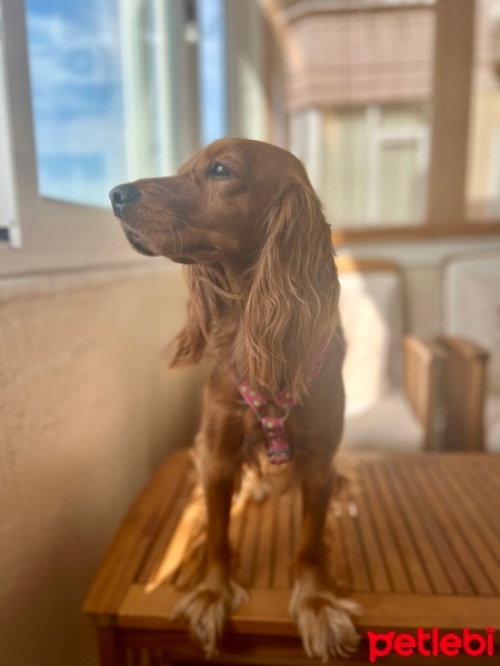 Amerikan Cocker Spaniel, Köpek  Kontes fotoğrafı