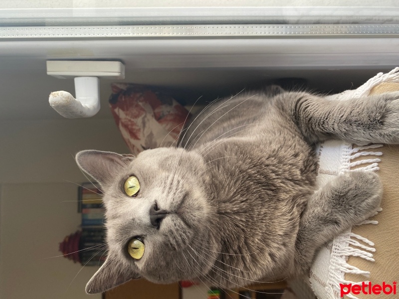 Mavi Rus, Kedi  Duman fotoğrafı