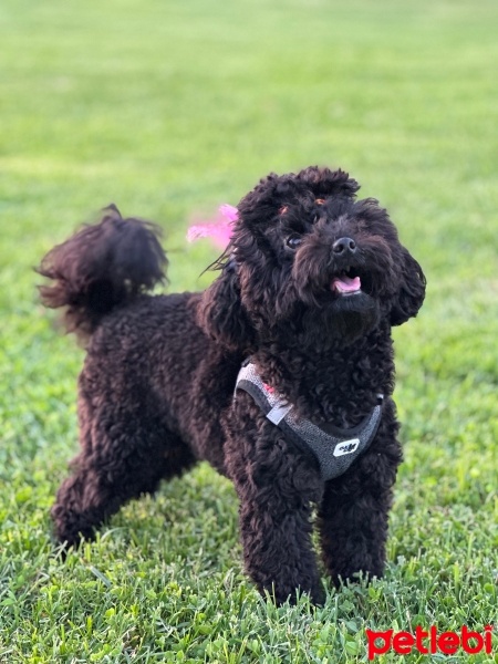 Poodle (Minyatür Kaniş), Köpek  GECE fotoğrafı