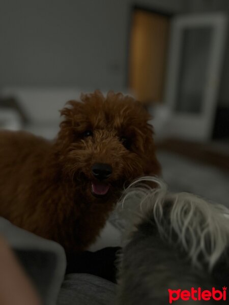 Poodle(Standart Kaniş), Köpek  Badem fotoğrafı