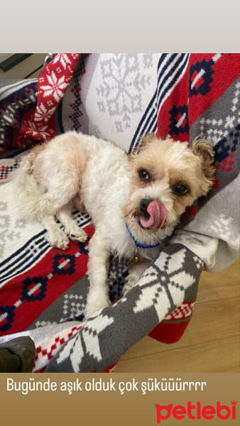 Maltese, Köpek  Babi fotoğrafı