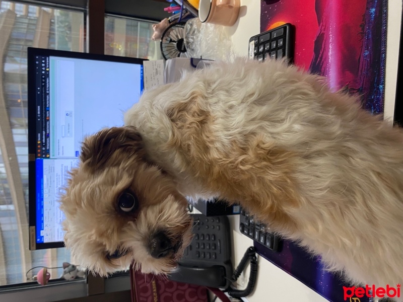 Maltese, Köpek  Babi fotoğrafı