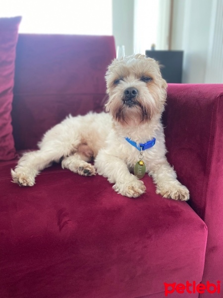 Maltese, Köpek  Babi fotoğrafı