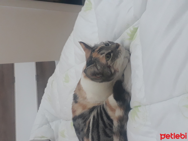Tekir Kedi, Kedi  Poncik fotoğrafı