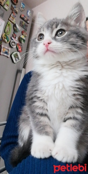 Tekir Kedi, Kedi  Çiko fotoğrafı