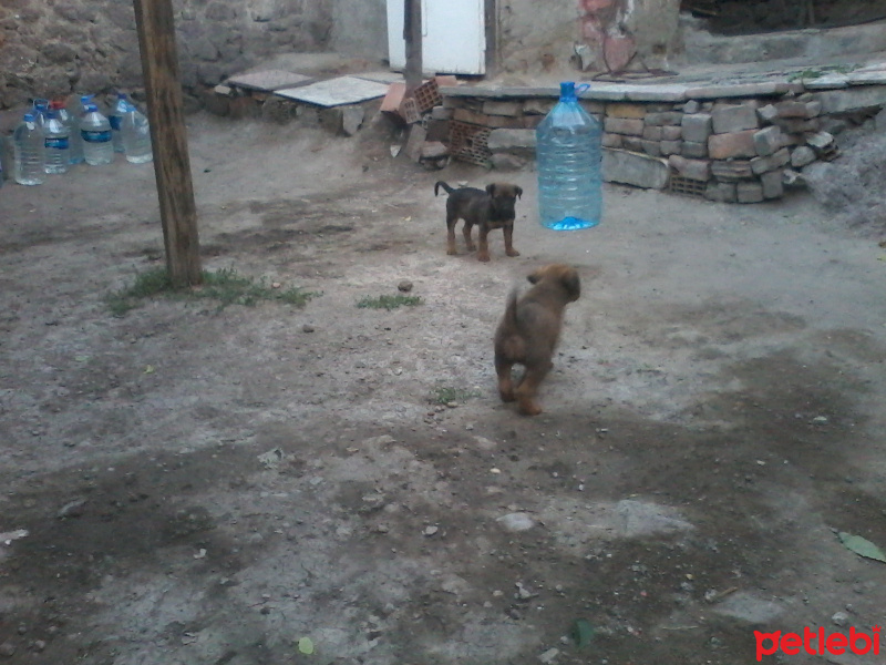 Amerikan Pitbull Terrier, Köpek  kess fotoğrafı