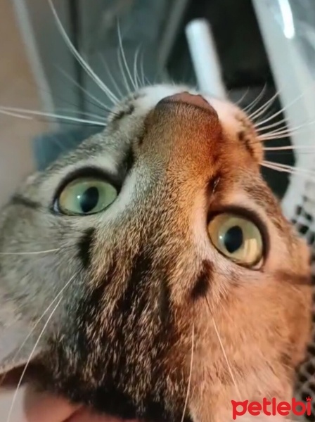 Tekir Kedi, Kedi  Delibal fotoğrafı
