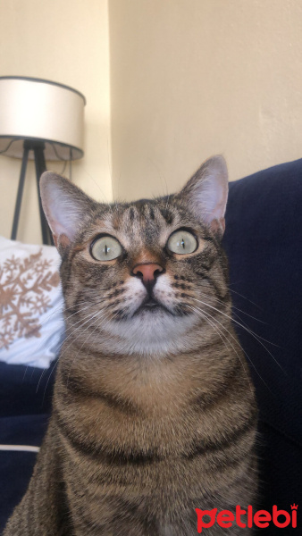 Tekir Kedi, Kedi  Boncuk fotoğrafı