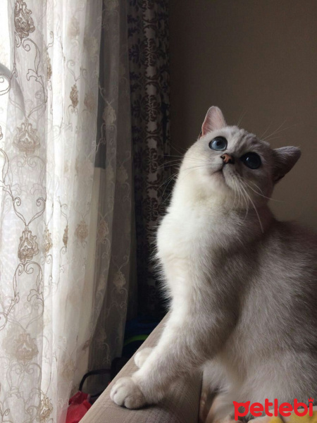 Himalayan, Kedi  Limon fotoğrafı