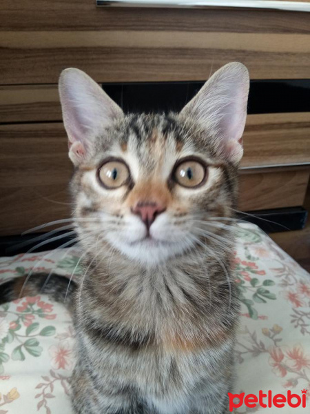 Tekir Kedi, Kedi  pamuk fotoğrafı