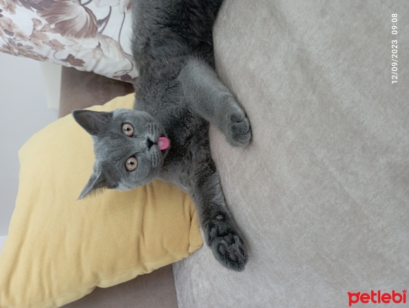 British Shorthair, Kedi  ZİLLİ fotoğrafı