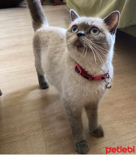 Scottish Fold, Kedi  şila fotoğrafı