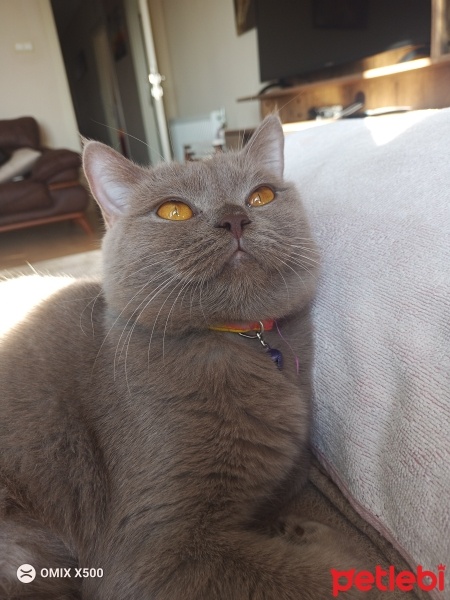 British Shorthair, Kedi  linda fotoğrafı