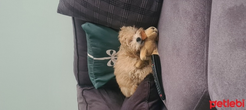 Poodle (Minyatür Kaniş), Köpek  Layla fotoğrafı