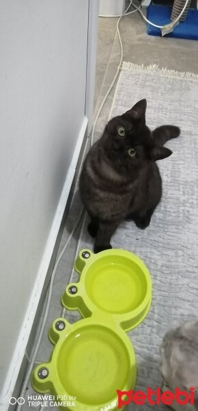 British Shorthair, Kedi  British erkek yavru kedi fotoğrafı