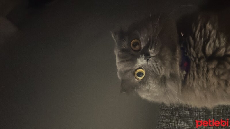 Scottish Fold, Kedi  İris fotoğrafı