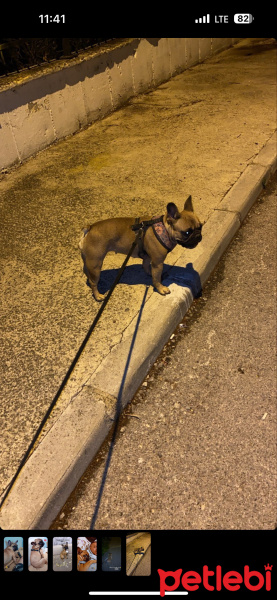 Fransız Bulldog, Köpek  Maya fotoğrafı