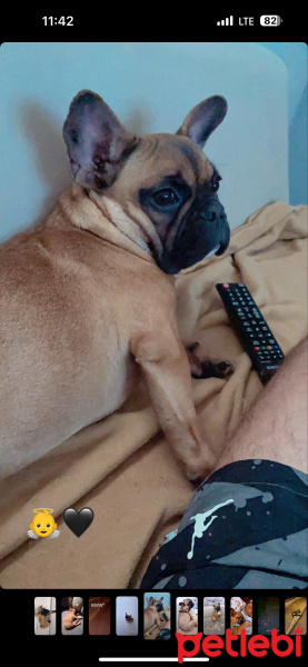 Fransız Bulldog, Köpek  Maya fotoğrafı